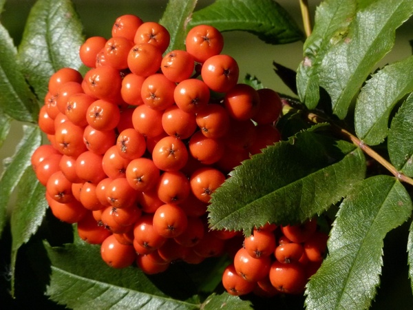 rowan berries red nature