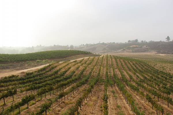 rows of grape vines in field