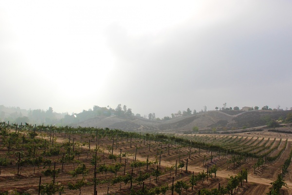 rows of grape vines in vineyard