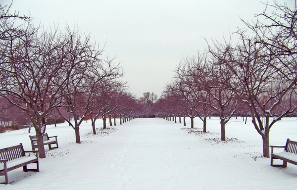 rows of trees