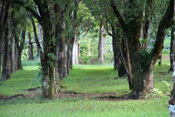 rows of trees in green grass