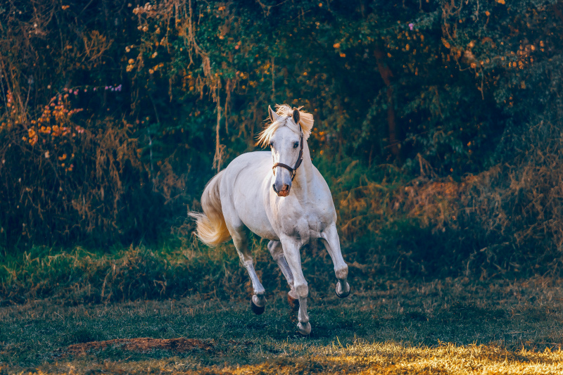 rural farm picture dynamic running horse