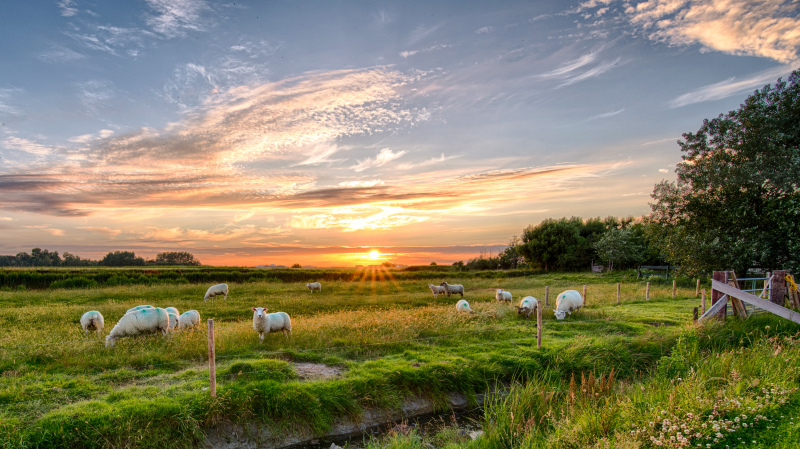 rural farm picture sunset scene sheep herd meadow