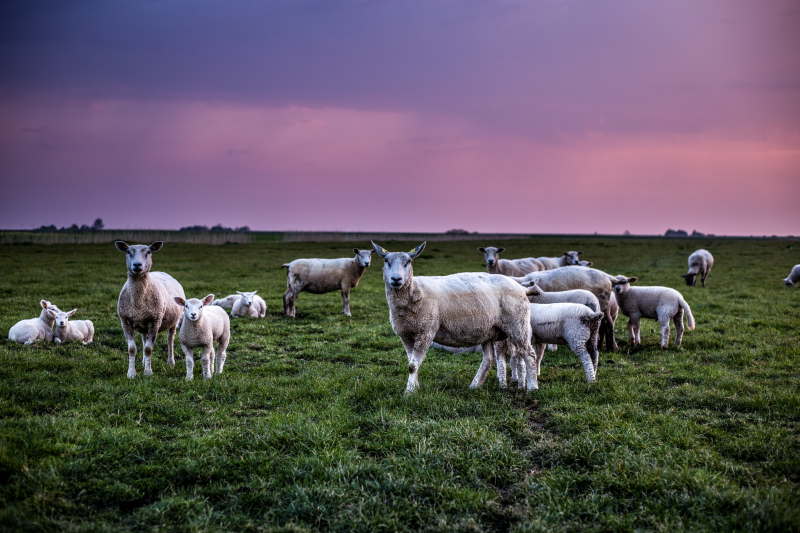 rural farming picture sheep herd twilight meadow scene 