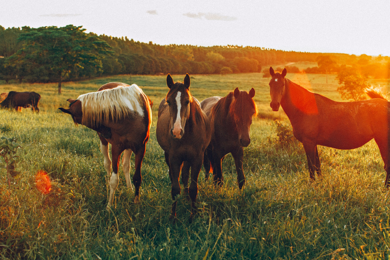 rural scene picture elegant twilight horse herd 
