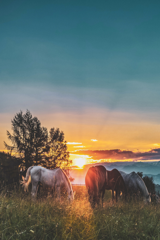 rural scenery picture elegant sunset grazing horses