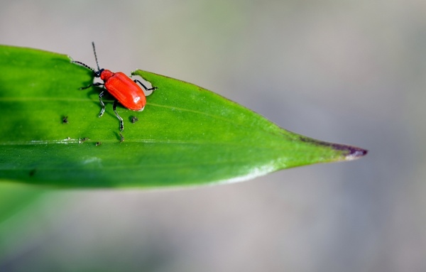 rust-red flour beetle