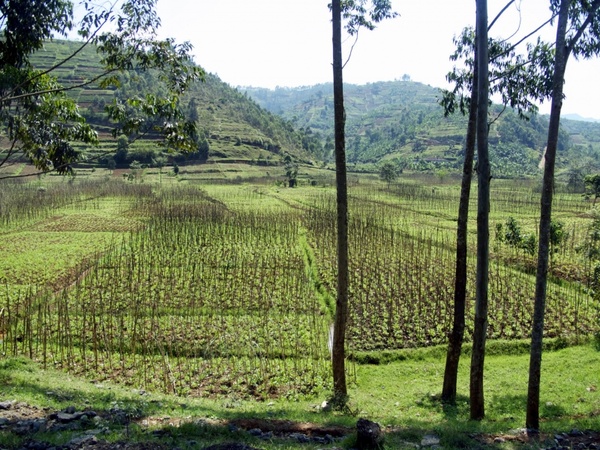 rwanda landscape rice