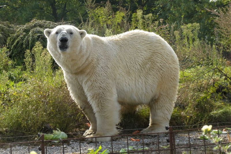 safari backdrop picture polar bear elegance 