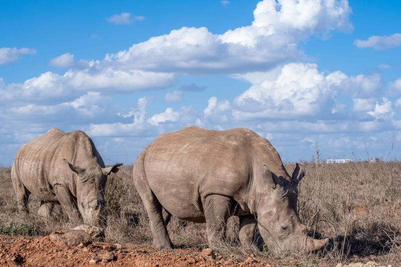 safari backdrop picture rhinoes cloudy sky scene  