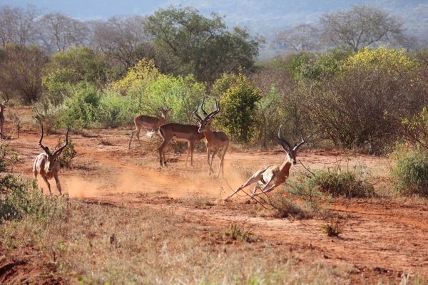 safari kenya antelope