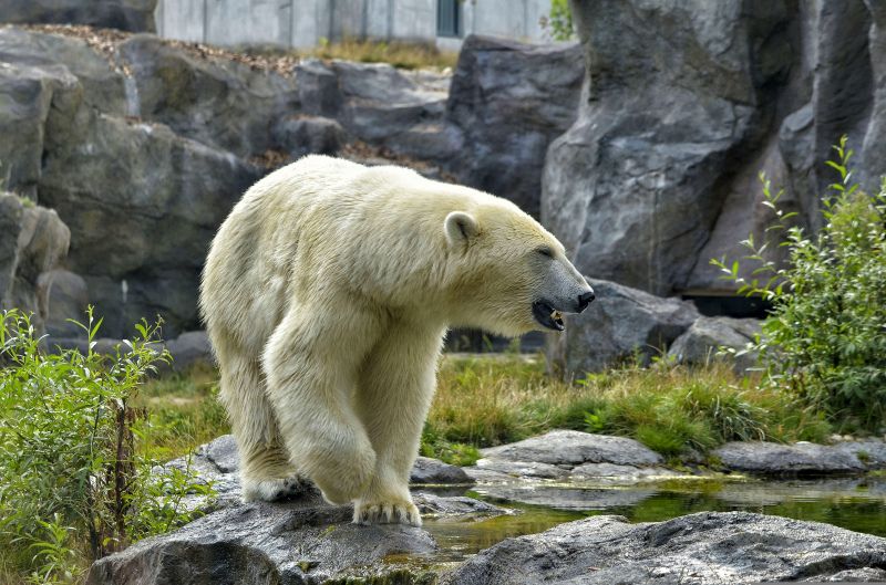 safari scene picture dynamic white bear 