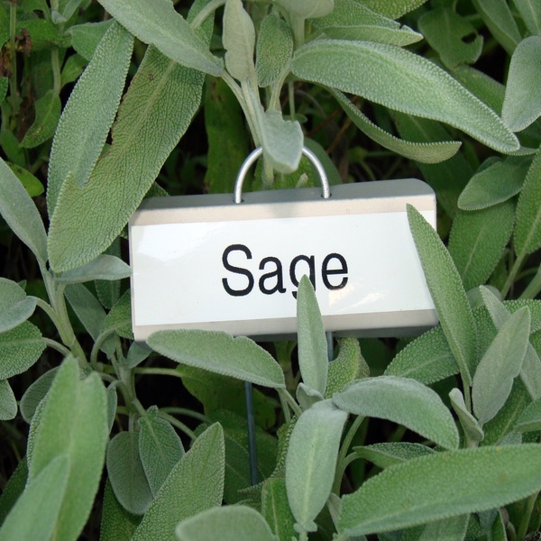 sage plant