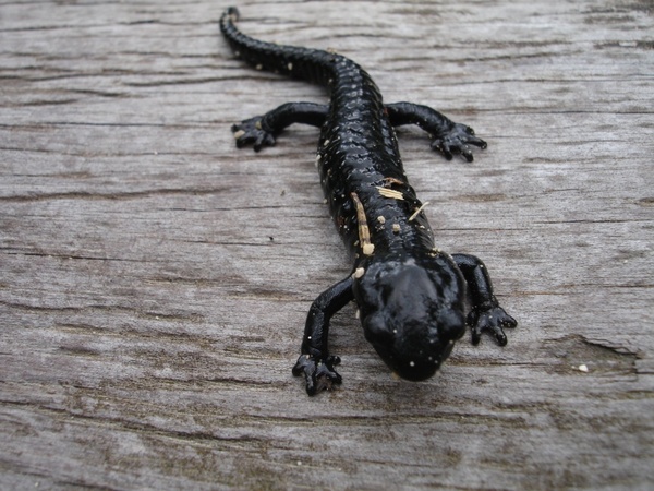 salamander newt amphibian