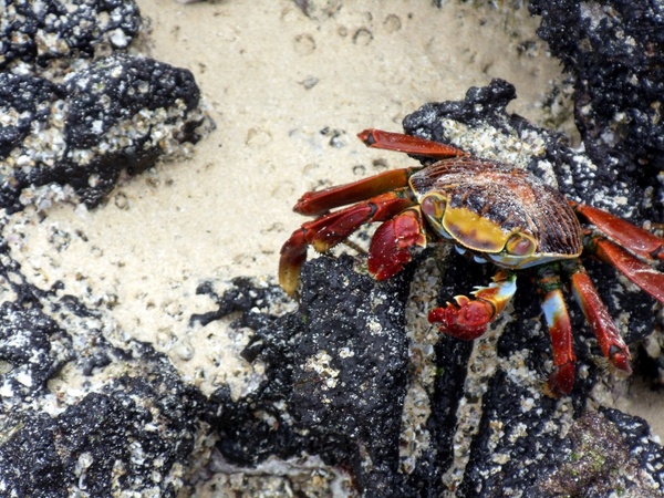 sally lightfoot crab colorful