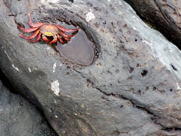sally lightfoot crab in tide pool