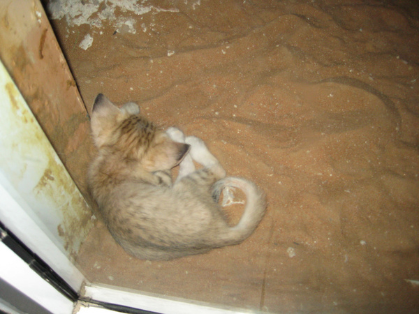 sand cat