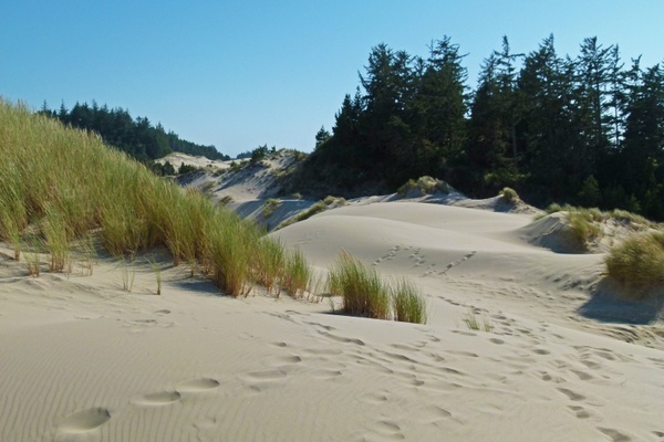 sand dunes dunes national park oregon
