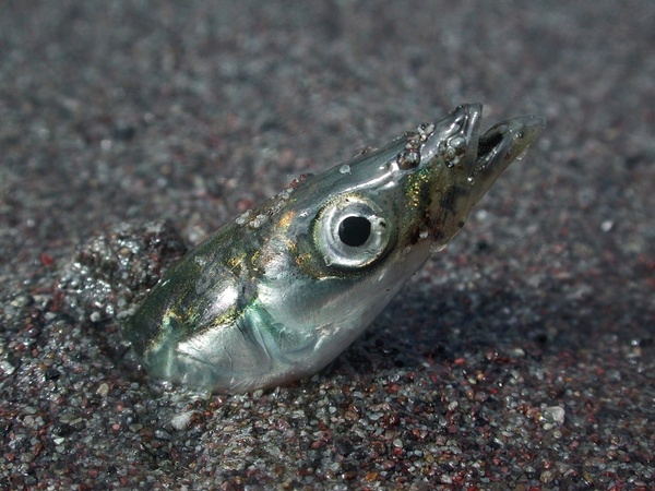 sand eel fish ammodytes hexapterus