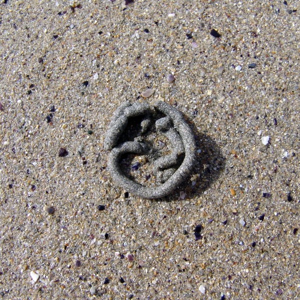 sand worm sand worm