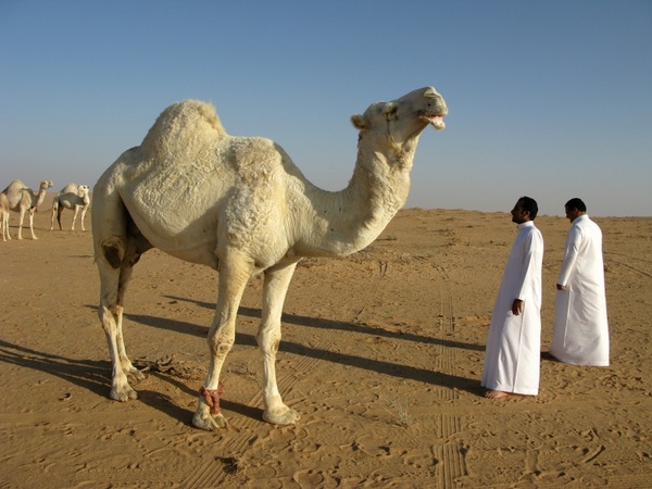 saudi arabia desert camel