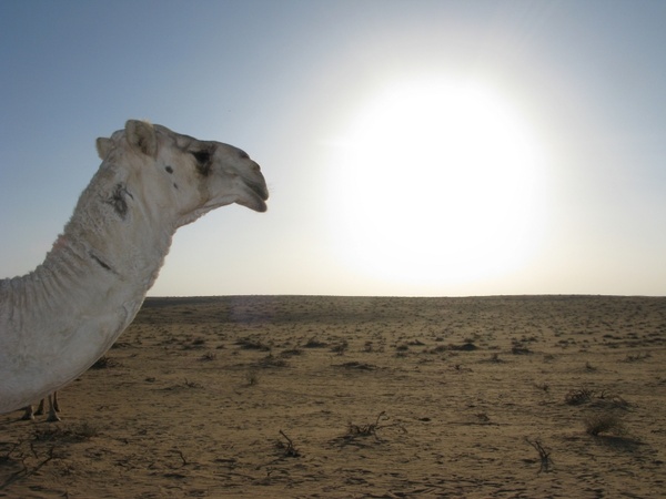 saudi arabia desert camel