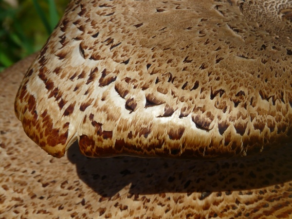 scale mushroom tree fungus