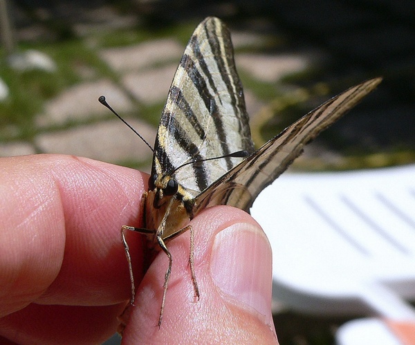 scarce swallowtail 