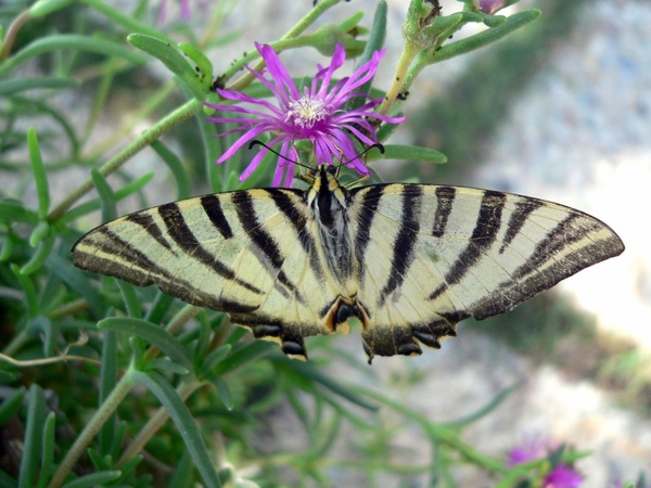 scarce swallowtail 