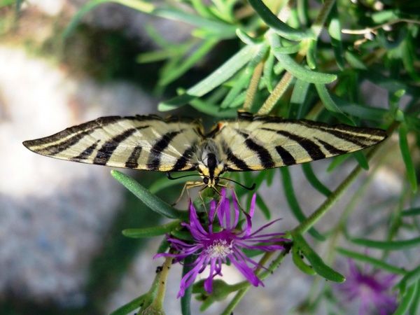 scarce swallowtail 3 