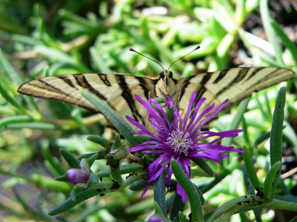 scarce swallowtail 4 