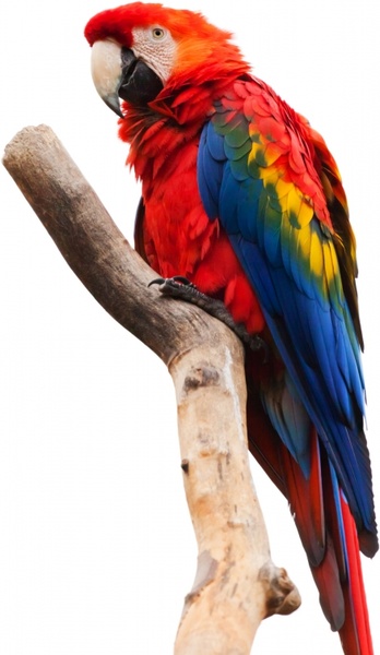 scarlet macaw isolated