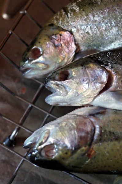scary grilled trouts