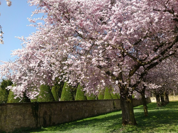 schlossgarten cherry blossom nature