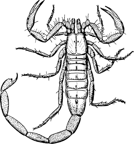 Scorpion free vector download (64 Free vector) for commercial use
