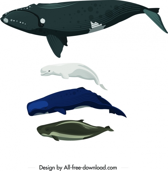 sea creatures icons swimming whale dolphin design 