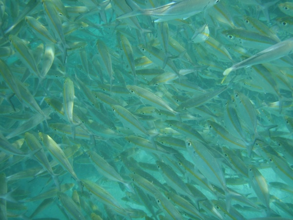 sea fish fish swarm