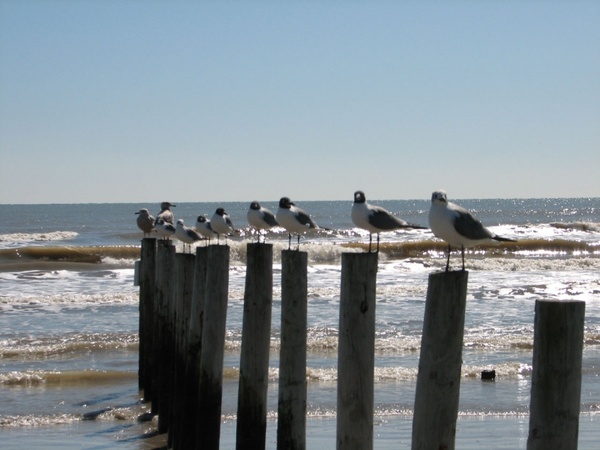 sea gulls on post