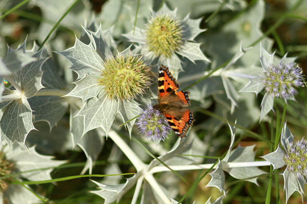 sea holly 