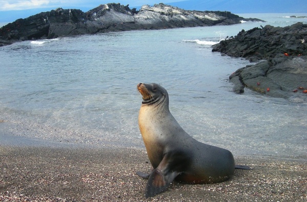 sea lion seal