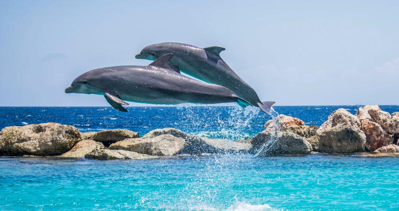 sea scenery picture dynamic playful dolphins scene 