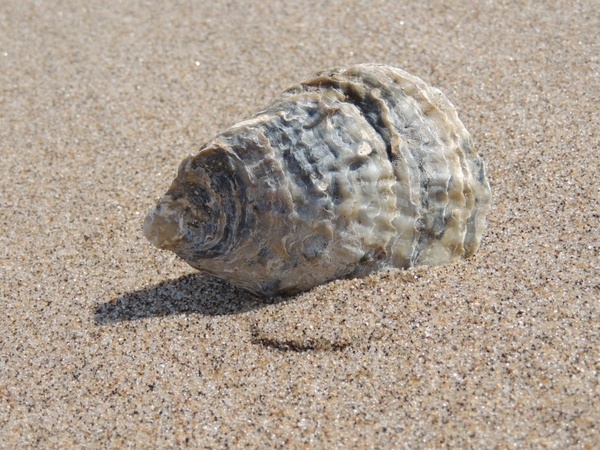 sea shell beach