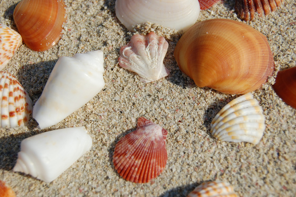 sea shells 3