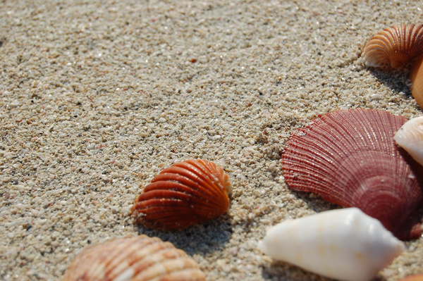sea shells 4