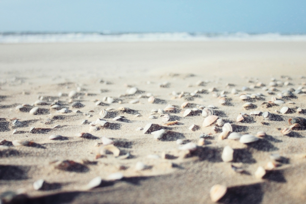 sea shells on beach