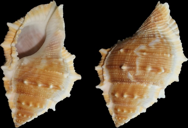 sea snail snail bufonaria perelegans
