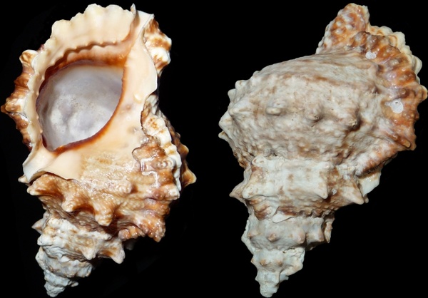 sea snail snail tutufa bufo