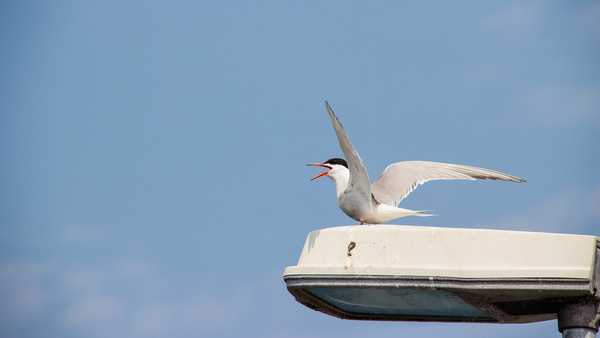 sea swallow