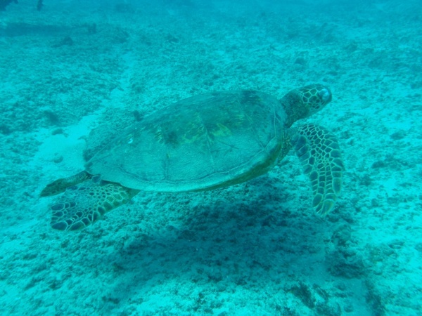 sea turtle hawaii