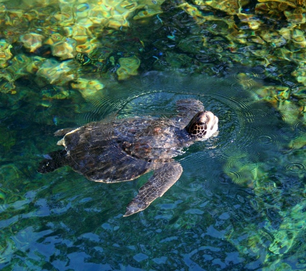 sea turtle marine reptile swimming